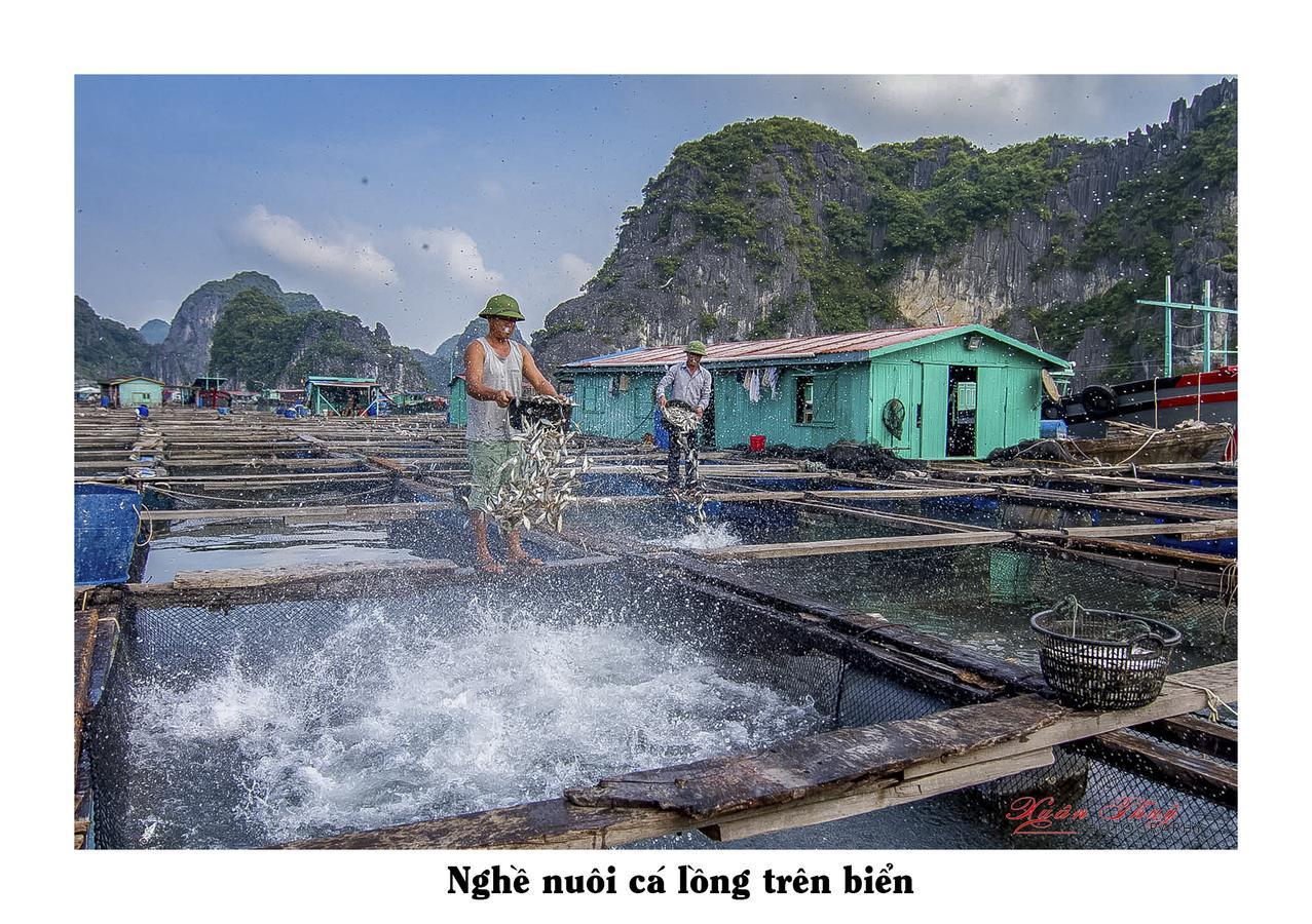 Cat Ba Hostel Cat Ba Island Bagian luar foto